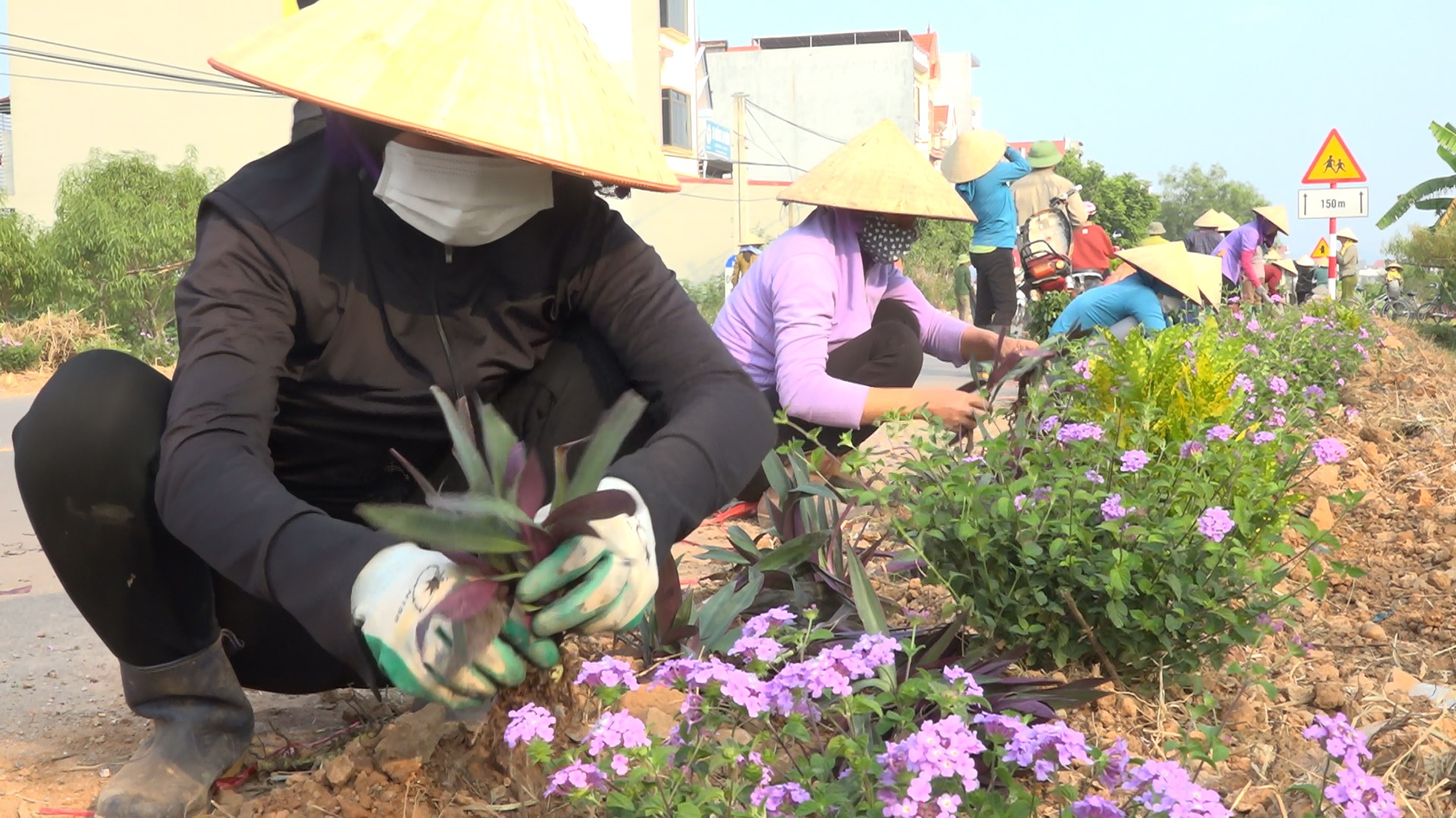 Đường hoa nông thôn mới cấp huyện ở Bắc Giang đẹp mê tơi với hoa thài lài tím, hoa ngũ sắc - Ảnh 2.