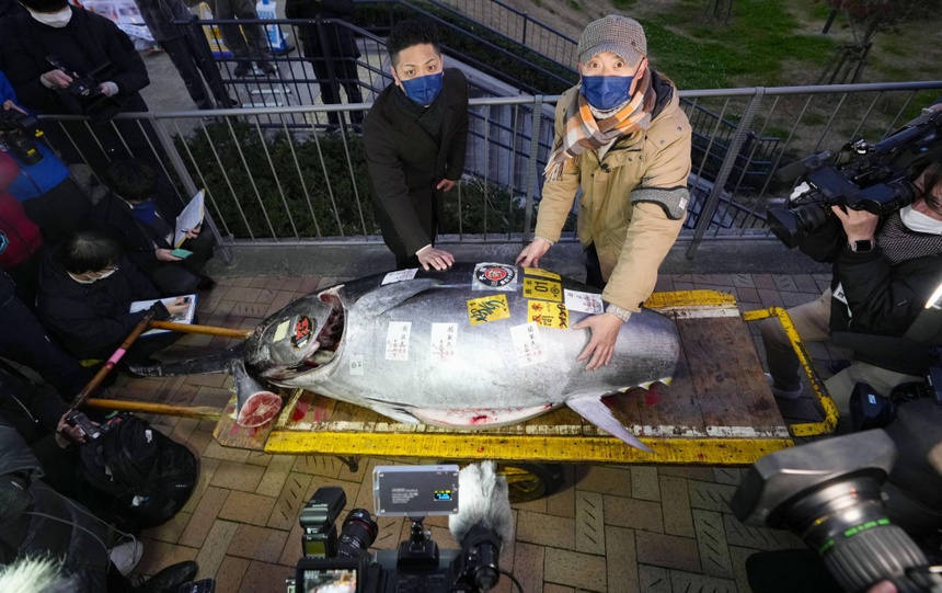 Cá ngừ vây xanh khổng lồ được bán đấu giá 275.000 USD - Ảnh 1.