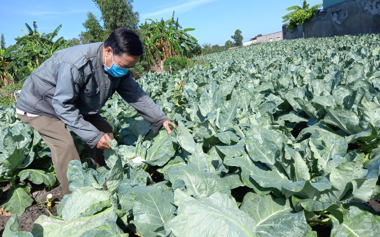 Cánh đồng rau xanh tốt ngùn ngụt của nông dân Bà Rịa-Vũng Tàu sẵn sàng &quot;hốt bạc&quot; dịp Tết