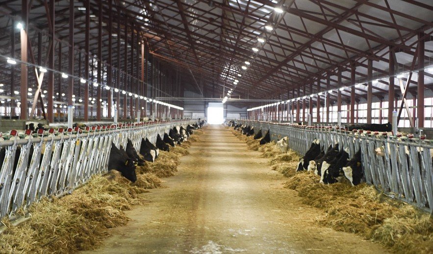 Chào năm mới 2023, Tập đoàn TH đón đàn bò sữa gần 2.400 con về liên bang Nga - Ảnh 3.