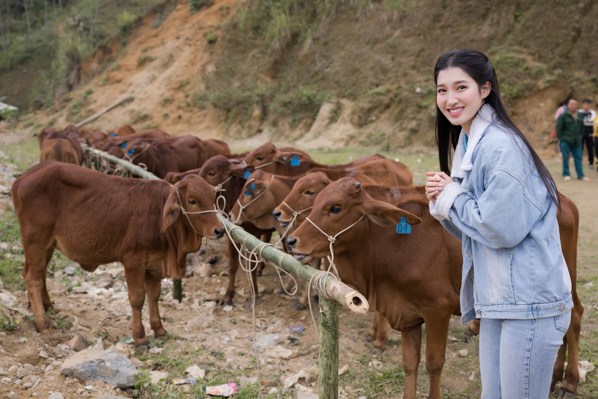 Á hậu Phương Nhi tặng 20 con bò cho nông dân nghèo trước Tết Nguyên đán 2023 - Ảnh 1.