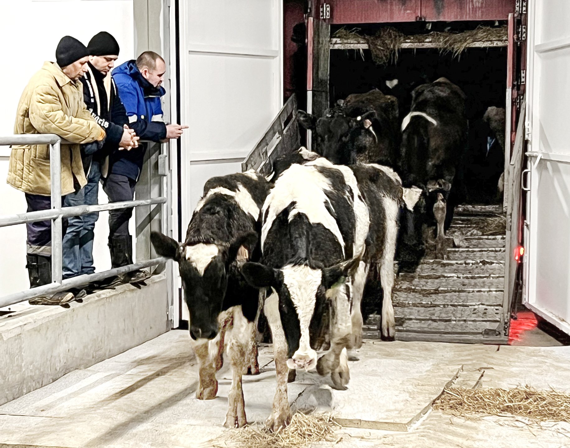 Chào năm mới 2023, Tập đoàn TH đón đàn bò sữa gần 2.400 con về liên bang Nga - Ảnh 1.