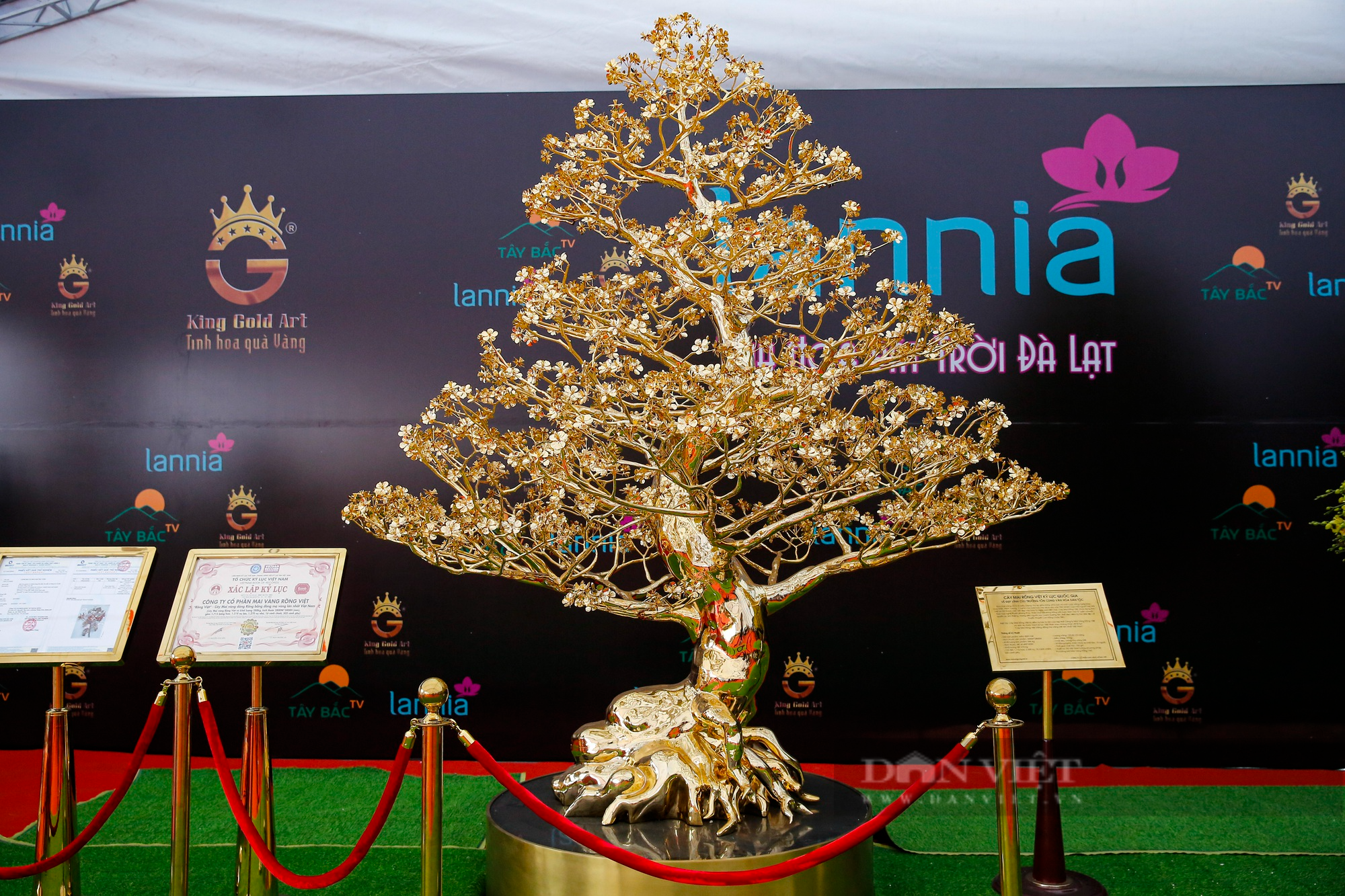 Ngắm cây mai mạ vàng 24k lớn nhất Việt Nam được chào bán 5,5 tỷ đồng tại Hà Nội - Ảnh 1.