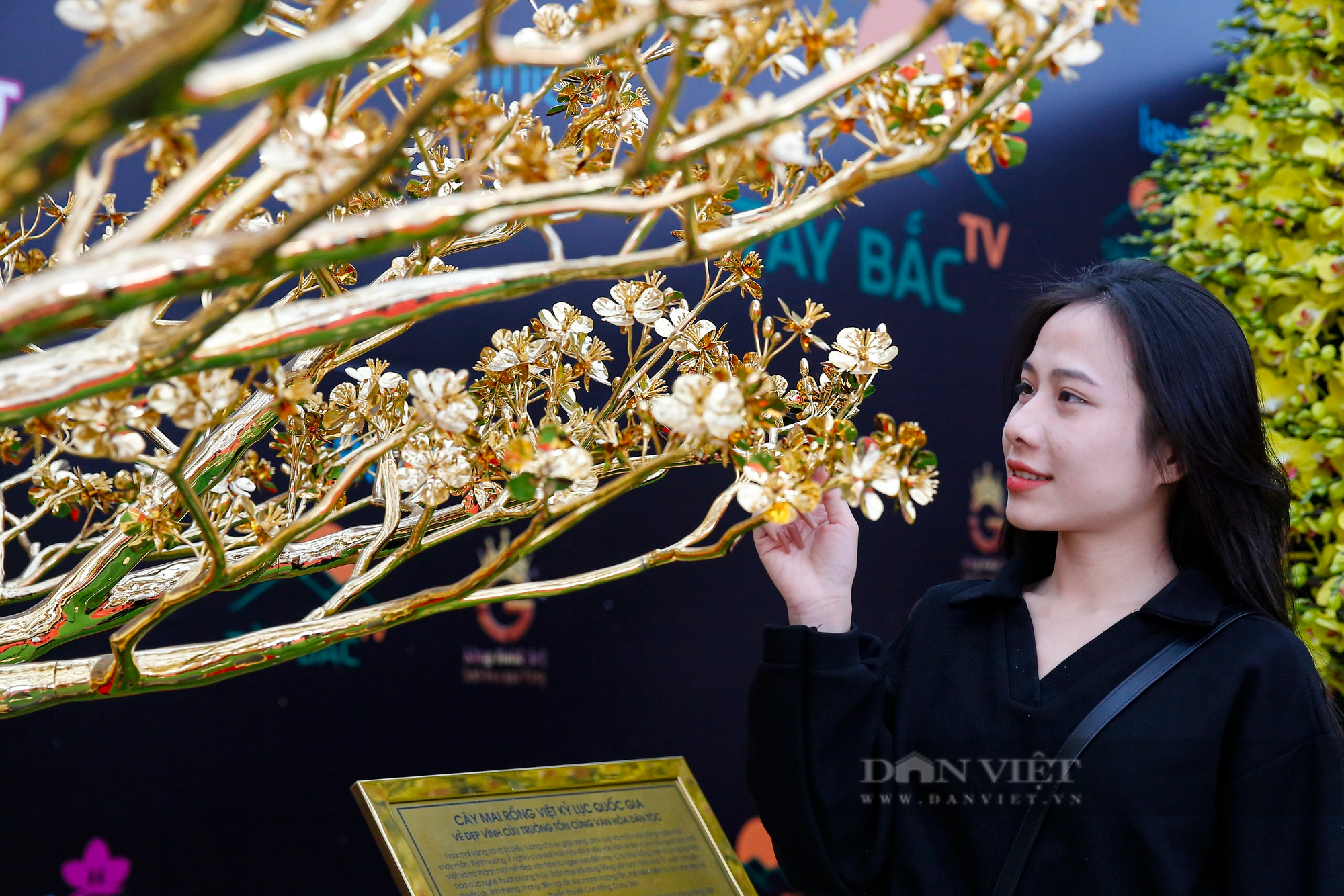 Ngắm cây mai mạ vàng 24k lớn nhất Việt Nam được chào bán 5,5 tỷ đồng tại Hà Nội - Ảnh 3.