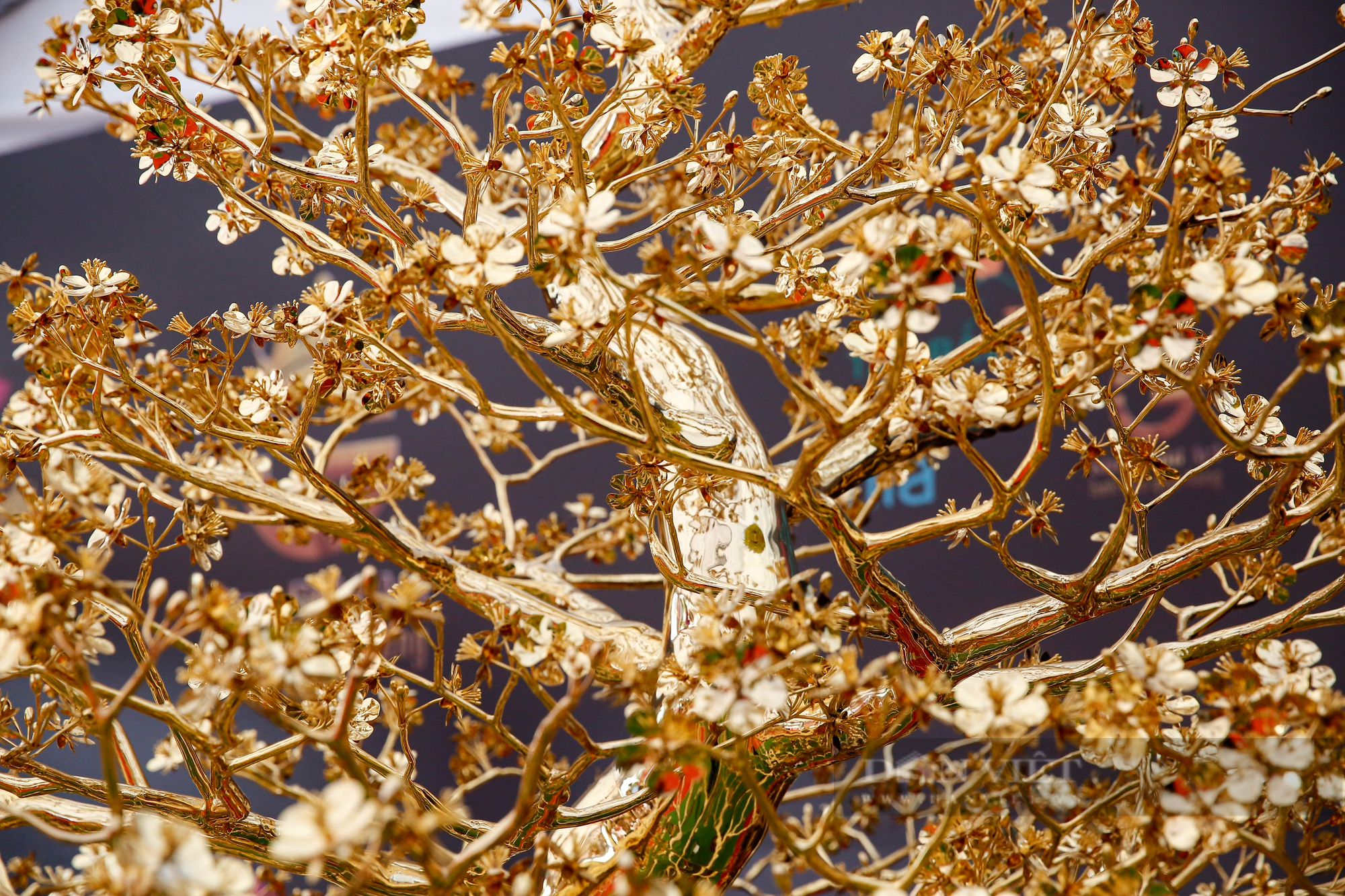 Ngắm cây mai mạ vàng 24k lớn nhất Việt Nam được chào bán 5,5 tỷ đồng tại Hà Nội - Ảnh 6.