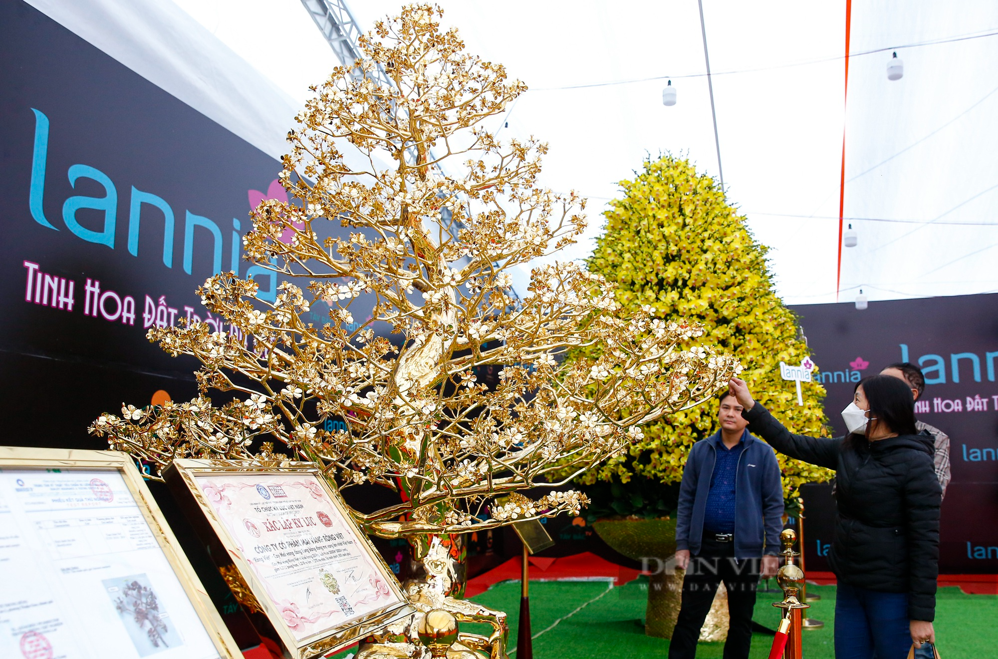 Ngắm cây mai mạ vàng 24k lớn nhất Việt Nam được chào bán 5,5 tỷ đồng tại Hà Nội - Ảnh 9.