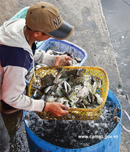 Đây là loài cá cực ngon ở Cà Mau, thoạt nhìn đẹp như cá cảnh, người ăn được cá là mê tít - Ảnh 1.