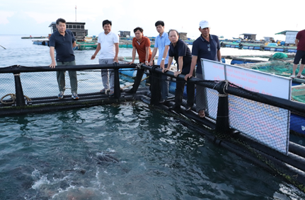 Nuôi cá bớp to bự trong lồng nhựa HDPE ở đảo Lý Sơn của Quảng Ngãi - Ảnh 1.