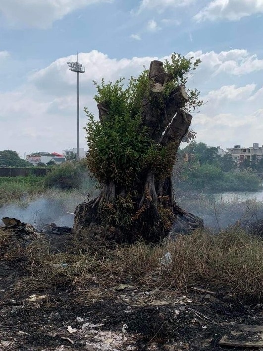 Cán bộ đốt rác làm cháy cây cảnh trị giá hơn 70 triệu đồng của dân - Ảnh 1.