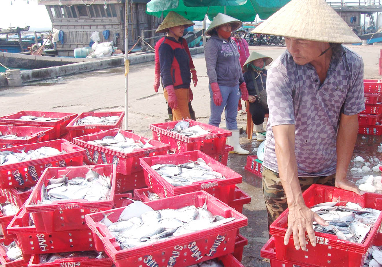 Thu nhập tiền tỷ từ đánh bắt xa bờ ở Thừa Thiên Huế - Ảnh 2.