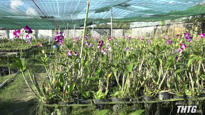 Vườn hoa lan ai vào xem cũng thích mê tơi của ông nông dân Tiền Giang vừa chơi vừa có tiền - Ảnh 4.