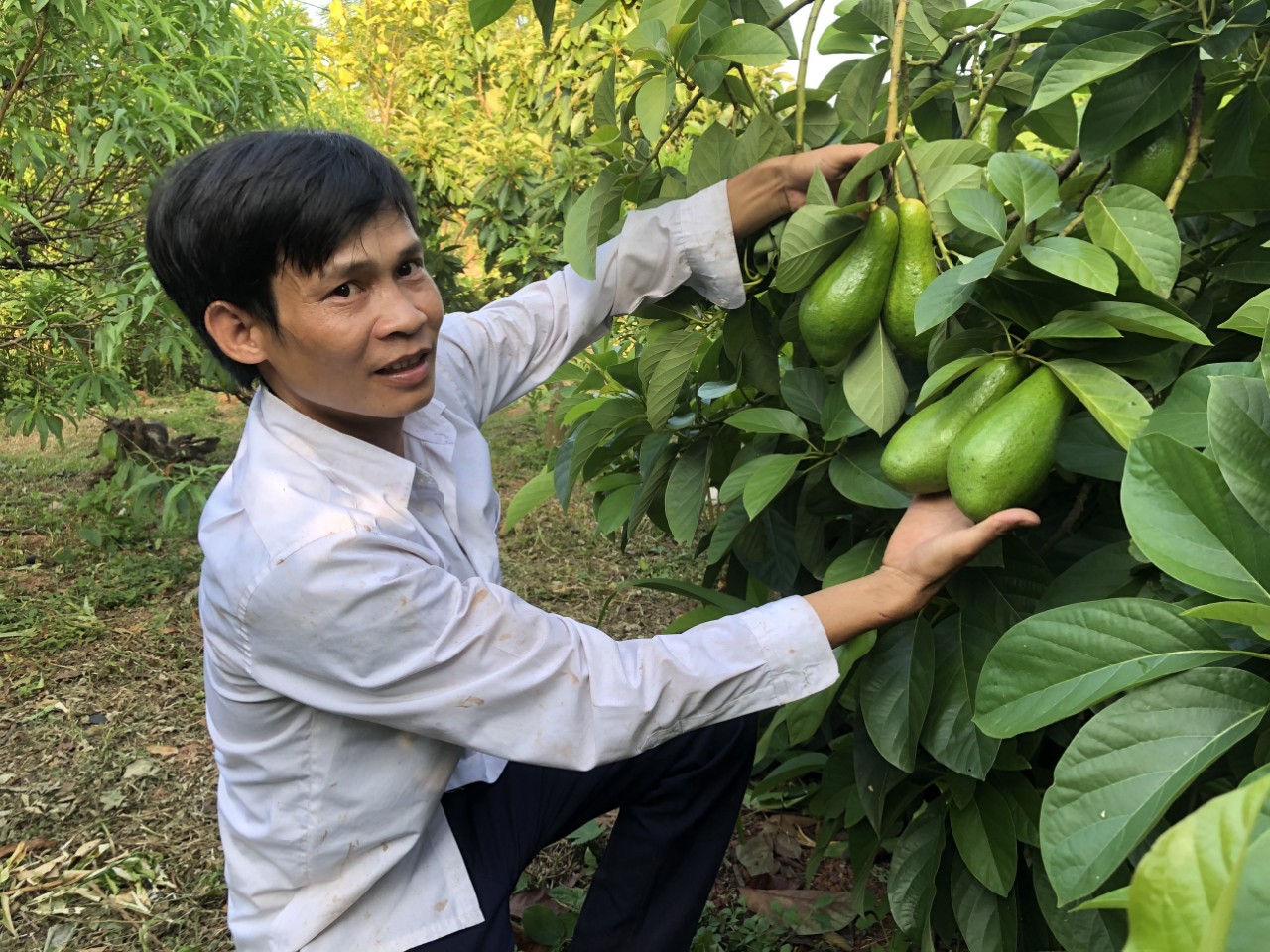 Ai đến xem vườn trồng bơ Booth của anh nông dân Bắc Giang cũng bất ngờ vì quá nhiều trái - Ảnh 1.
