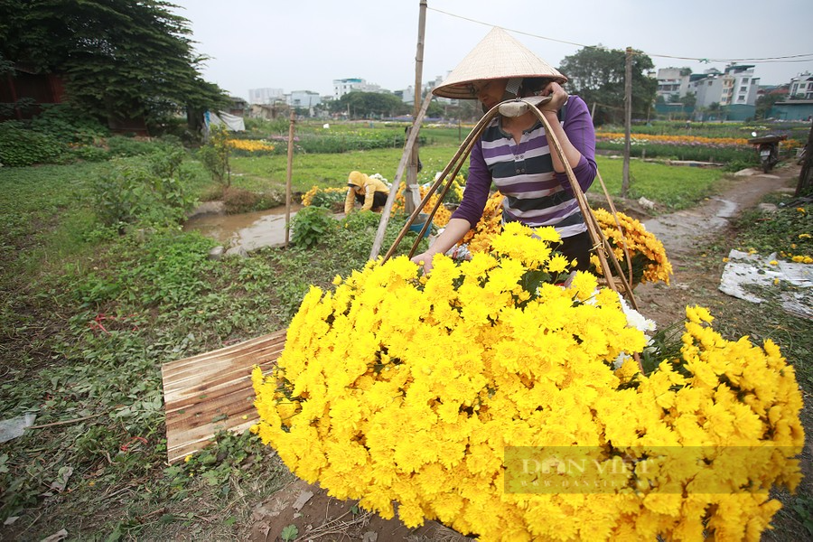 Có một làng hoa nằm ở trung tâm quận Thanh Xuân, vào ngày Tết đẹp đến ngỡ ngàng! - Ảnh 8.