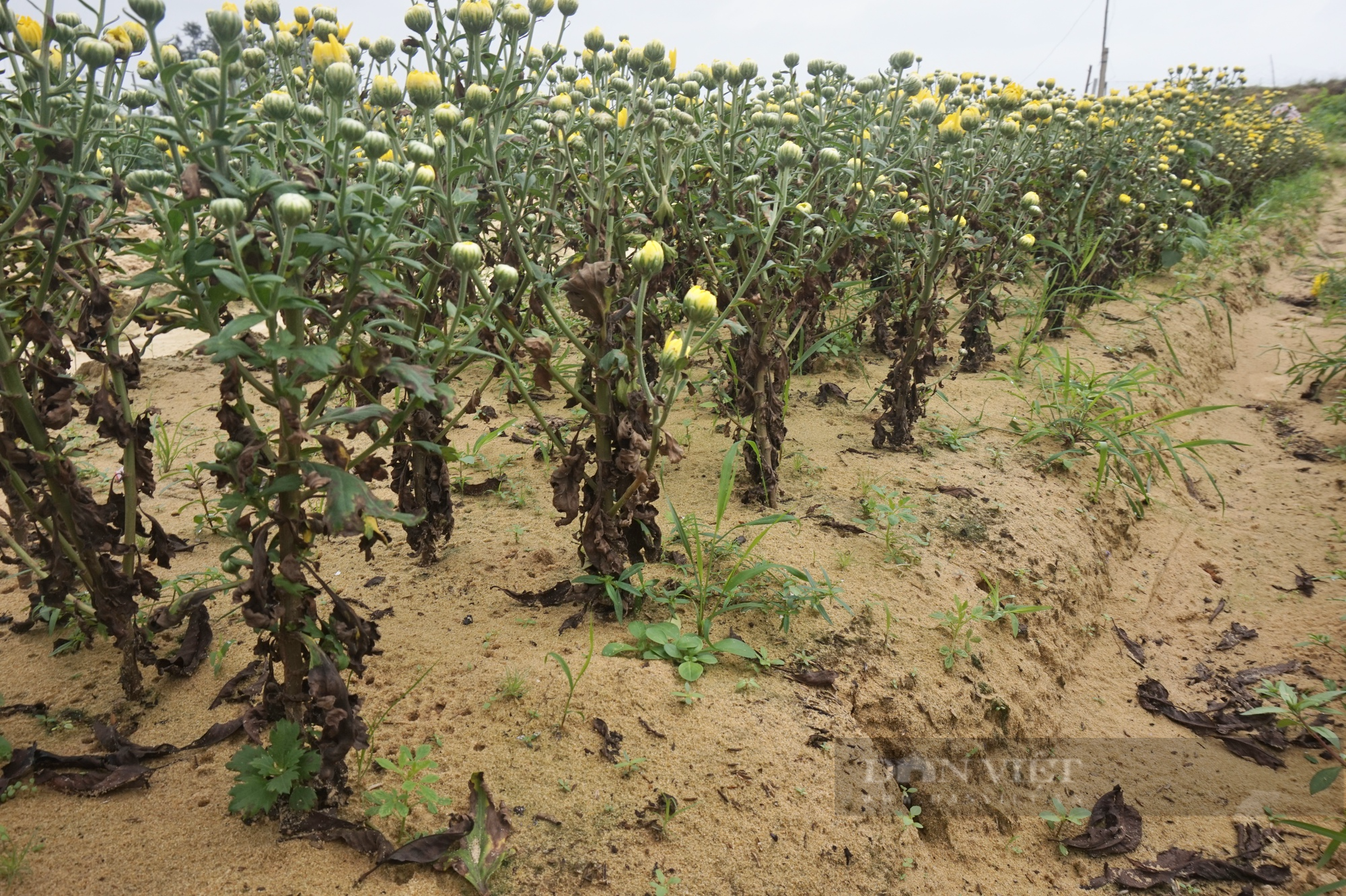 Nhổ hoa vứt bỏ đầy đồng - nông dân ở “thủ phủ” hoa cúc Quảng Nam buồn rầu lo mất Tết - Ảnh 2.