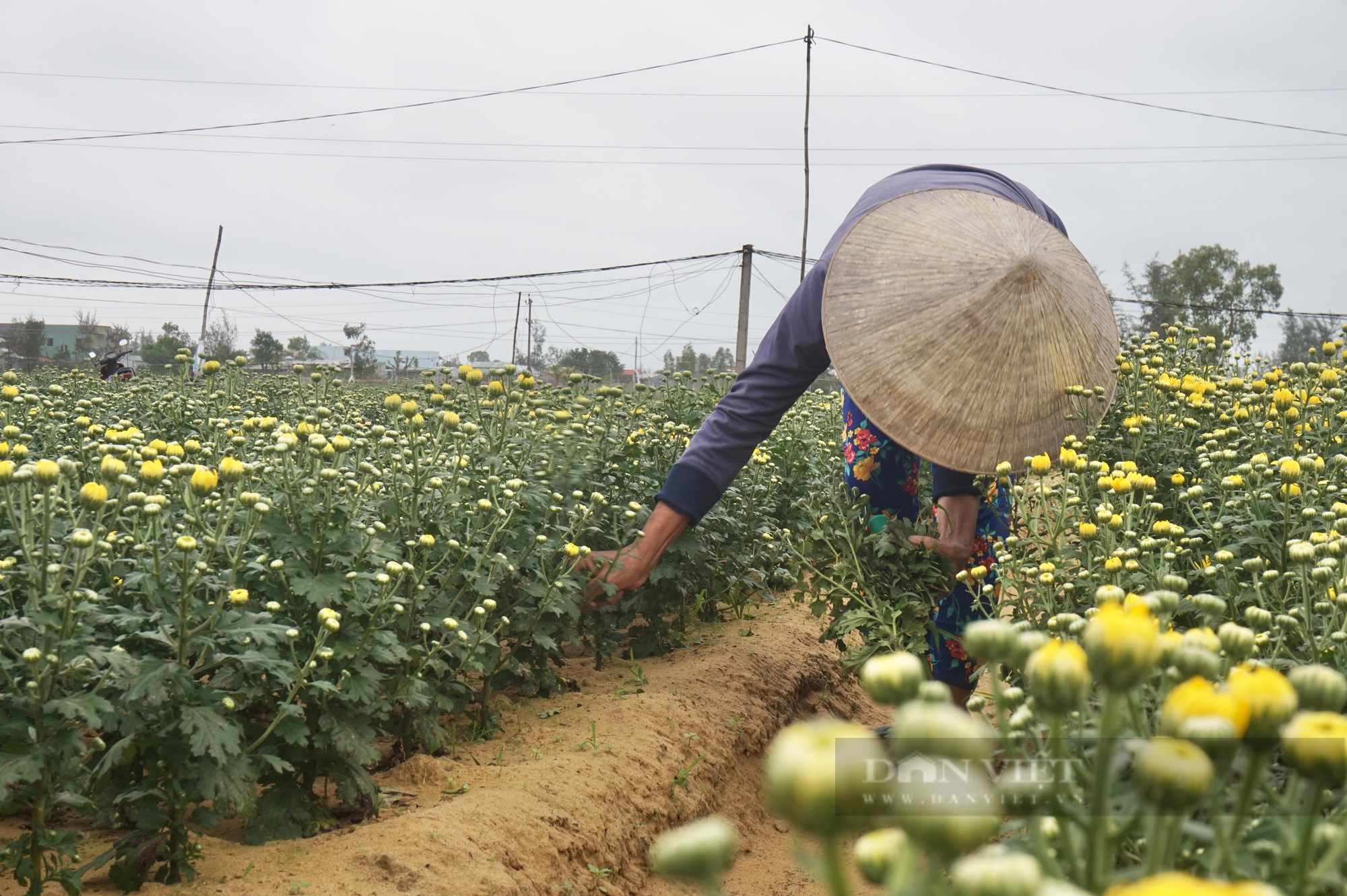 Nhổ hoa vứt bỏ đầy đồng - nông dân ở “thủ phủ” hoa cúc Quảng Nam buồn rầu lo mất Tết - Ảnh 3.