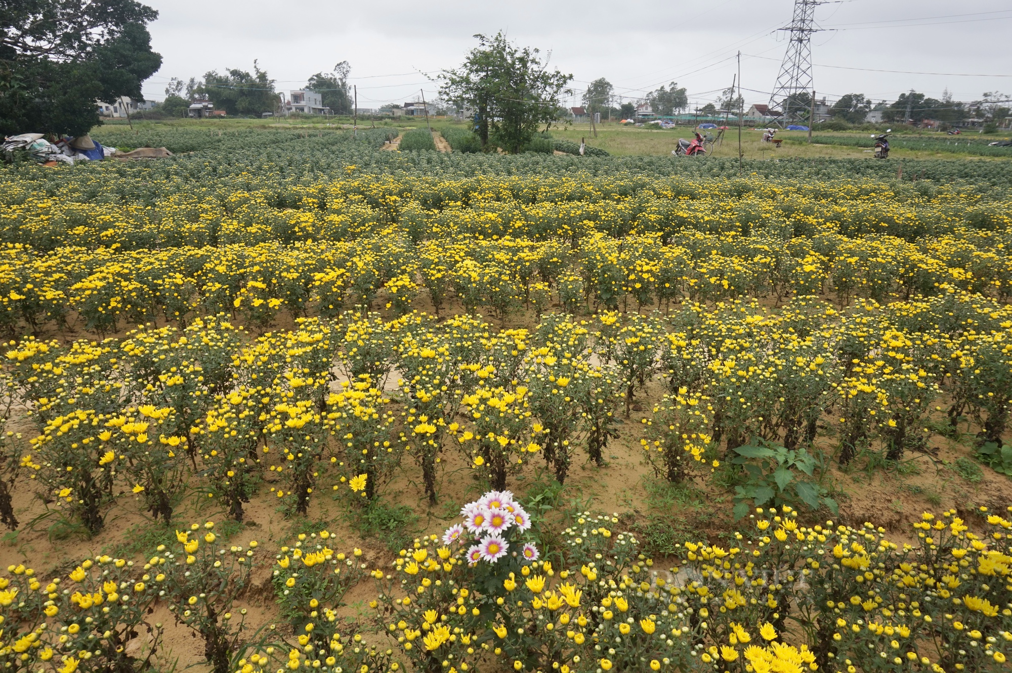 Nhổ hoa vứt bỏ đầy đồng - nông dân ở “thủ phủ” hoa cúc Quảng Nam buồn rầu lo mất Tết - Ảnh 6.
