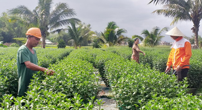 Đào, cúc, không có trúc nhưng vẫn có mai vàng nhuộm đẹp mê tơi sắc xuân trên đất Bình Định - Ảnh 1.