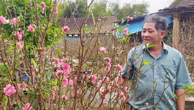 Đào, cúc, không có trúc nhưng vẫn có mai vàng nhuộm đẹp mê tơi sắc xuân trên đất Bình Định - Ảnh 4.