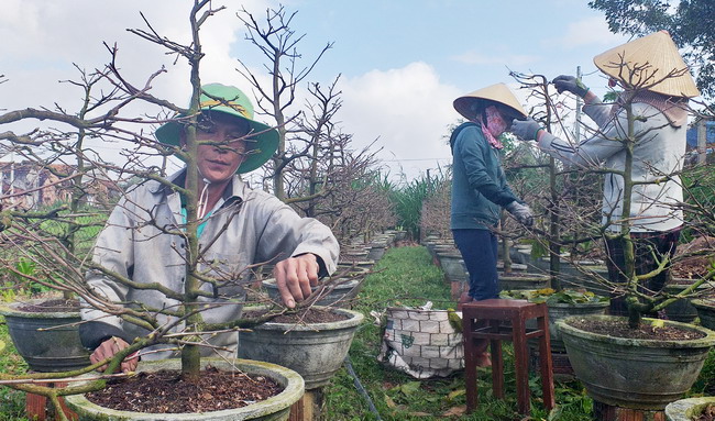 Đào, cúc, không có trúc nhưng vẫn có mai vàng nhuộm đẹp mê tơi sắc xuân trên đất Bình Định - Ảnh 2.