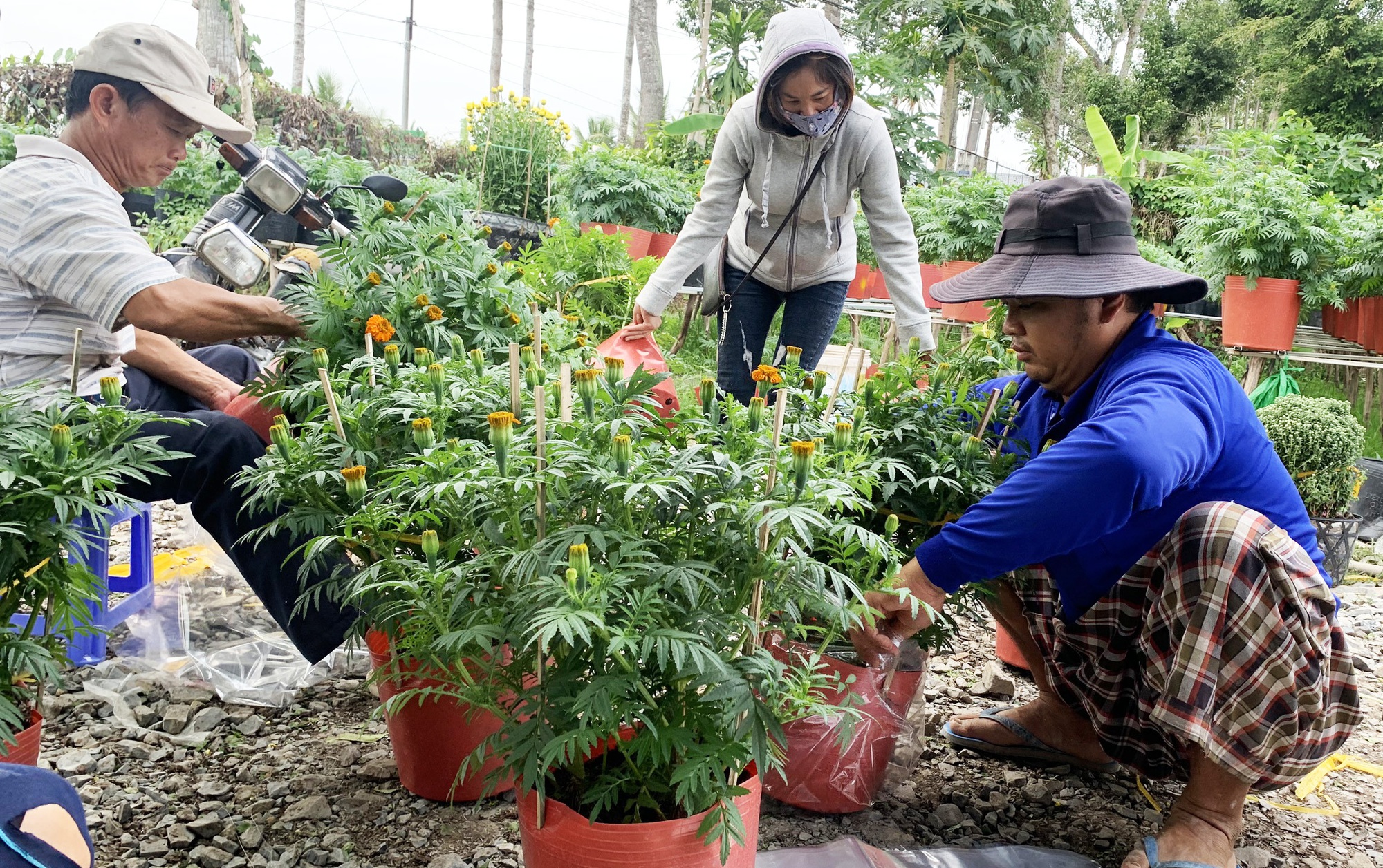 Làng hoa Sa Đéc - Thủ phủ hoa lớn nhất miền Tây rộn ràng sắc xuân - Ảnh 7.