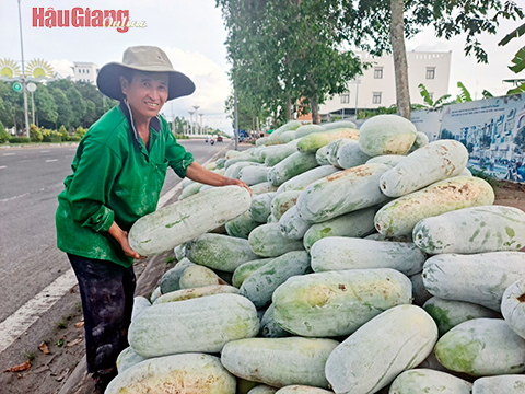 Loại quả ăn mát, bổ dưỡng này ở Hậu Giang tăng giá gấp đôi, nông dân cắt xếp la liệt - Ảnh 1.