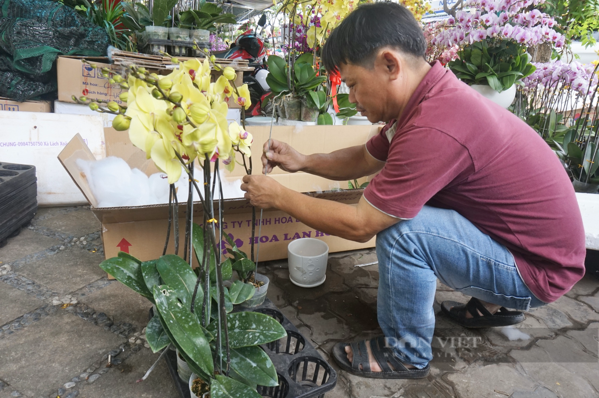 Đà Nẵng: Kiếm tiền triệu mỗi ngày dịp Tết nhờ nghề làm đẹp cho “nữ hoàng của các loài lan” - Ảnh 5.