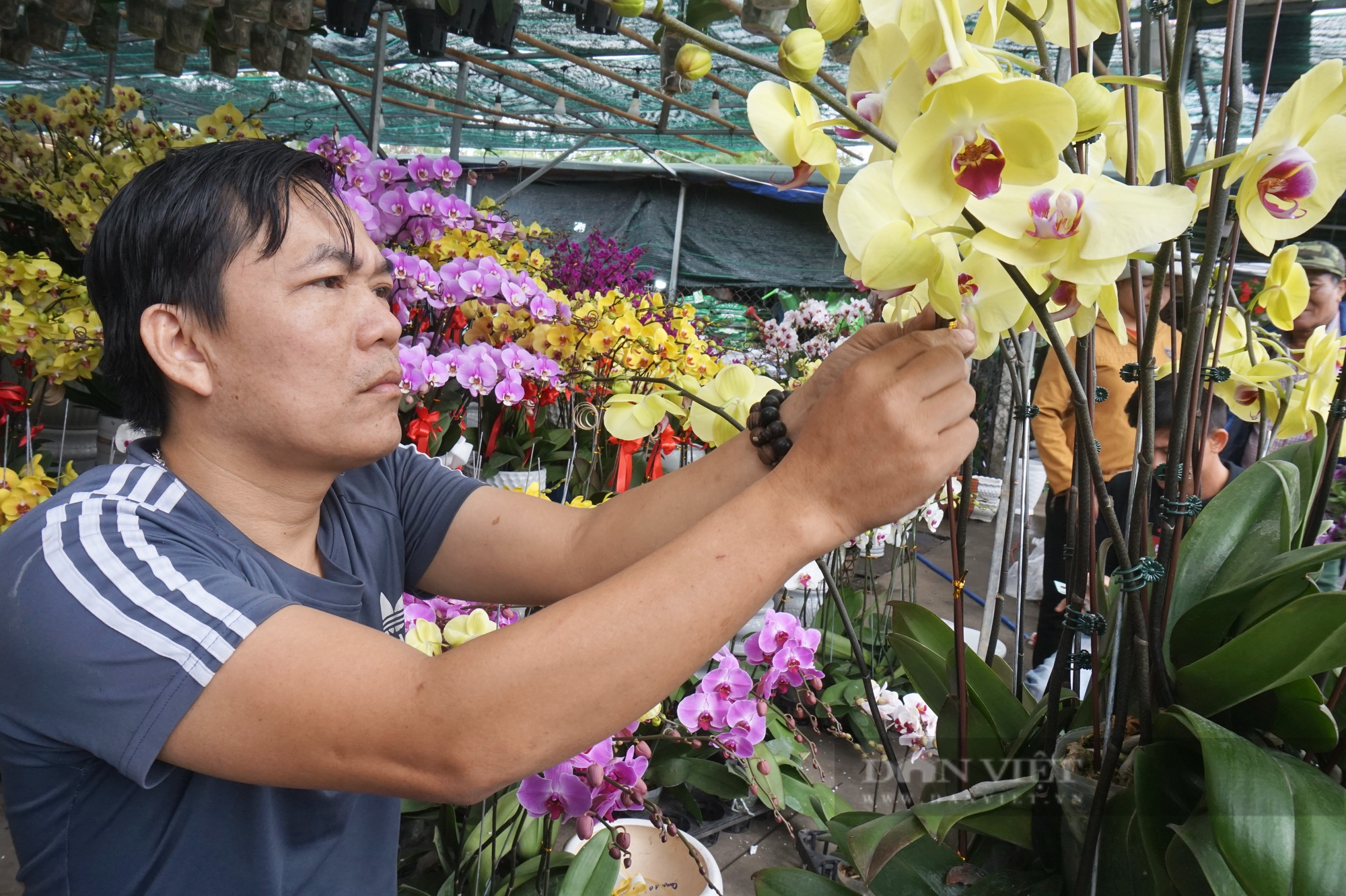 Đà Nẵng: Kiếm tiền triệu mỗi ngày dịp Tết nhờ nghề làm đẹp cho “nữ hoàng của các loài lan” - Ảnh 8.