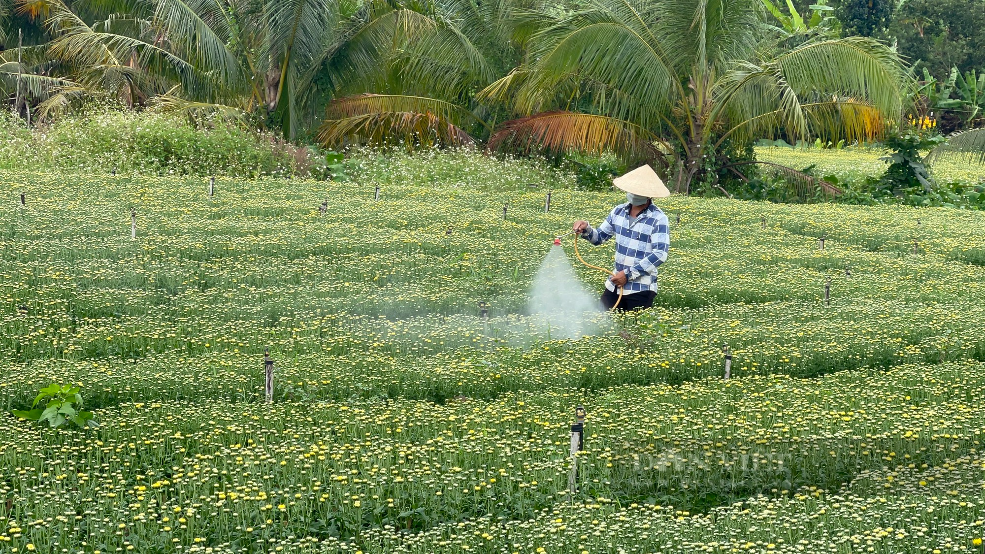 Làng hoa lớn nhất Đồng Nai nhộn nhịp vào vụ tết, nếu trúng sẽ “hốt” 100 triệu/ha - Ảnh 4.