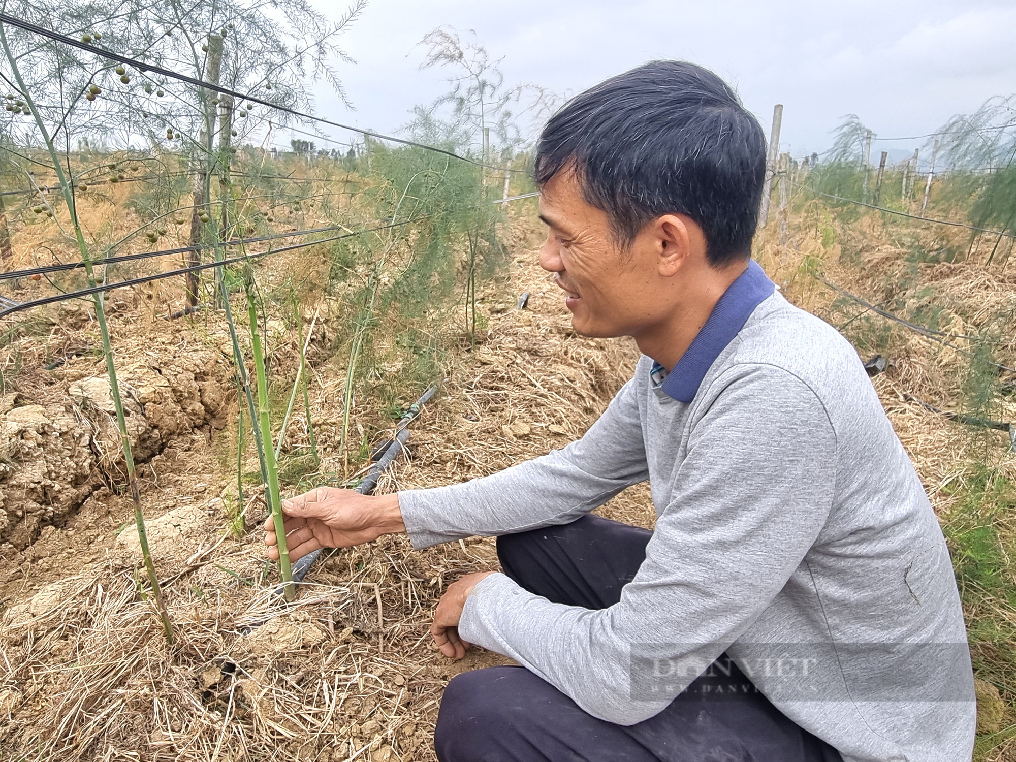 Ninh Bình: U40 khấm khá nhờ trồng cây măng tây - Ảnh 4.