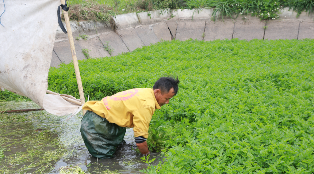 Loại rau dân dã lại là thần dược cho gan, ngày Tết nhà nào cũng mua làm cỗ - Ảnh 2.