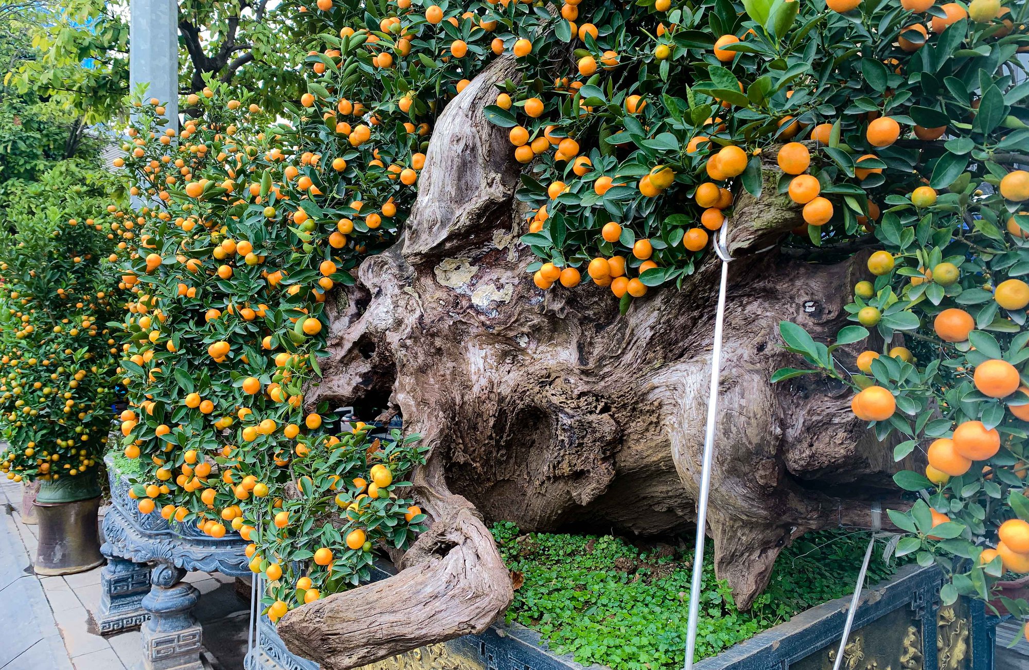 Độc đáo quất bonsai chào Tết Quý Mão 2023 - Ảnh 13.