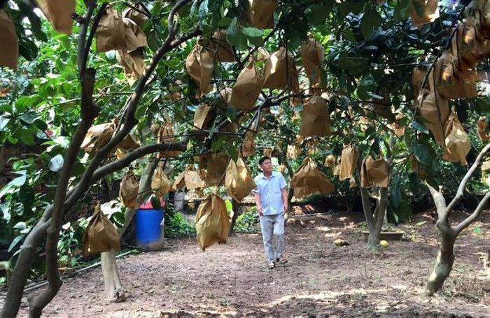 Loại bưởi quý có cả sắc lẫn hương được ví như &quot;Quốc sản Việt Nam&quot;, cả Hà Nội có duy nhất nơi này trồng được - Ảnh 4.