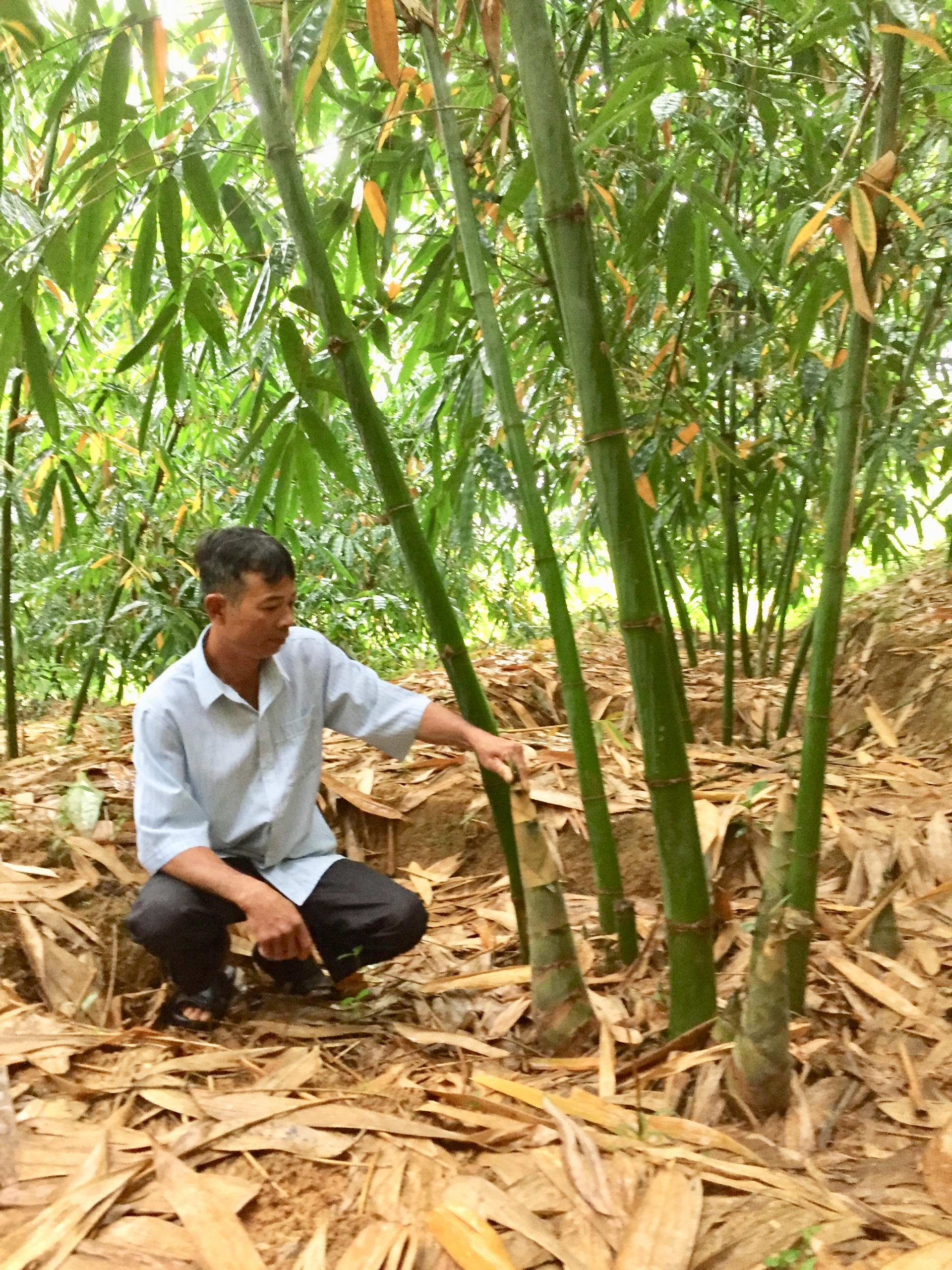 Trồng tre trong vườn, anh nông dân Đắk Lắk cắt bán hàng tấn măng, cho thu nhập cao - Ảnh 1.