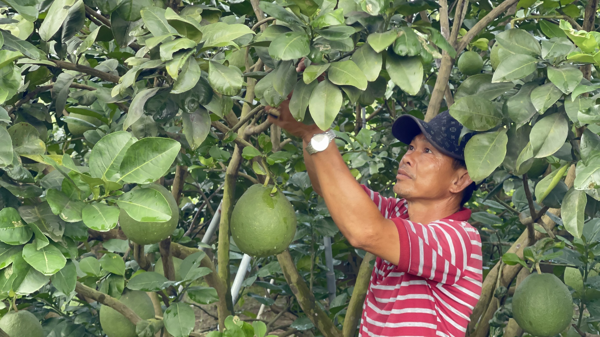 Đồng Nai khởi động Đại hội Hội Nông dân đầu tiên tại xã nông thôn mới kiểu mẫu Bình Lợi - Ảnh 2.