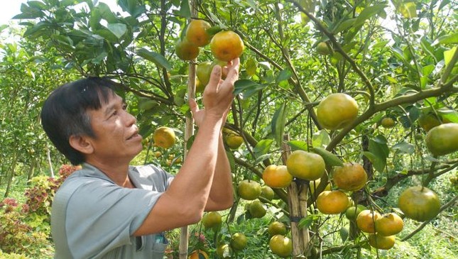 Đồng Tháp: 5.000 tấn quýt hồng khoe sắc vàng rực phục vụ Tết - Ảnh 2.