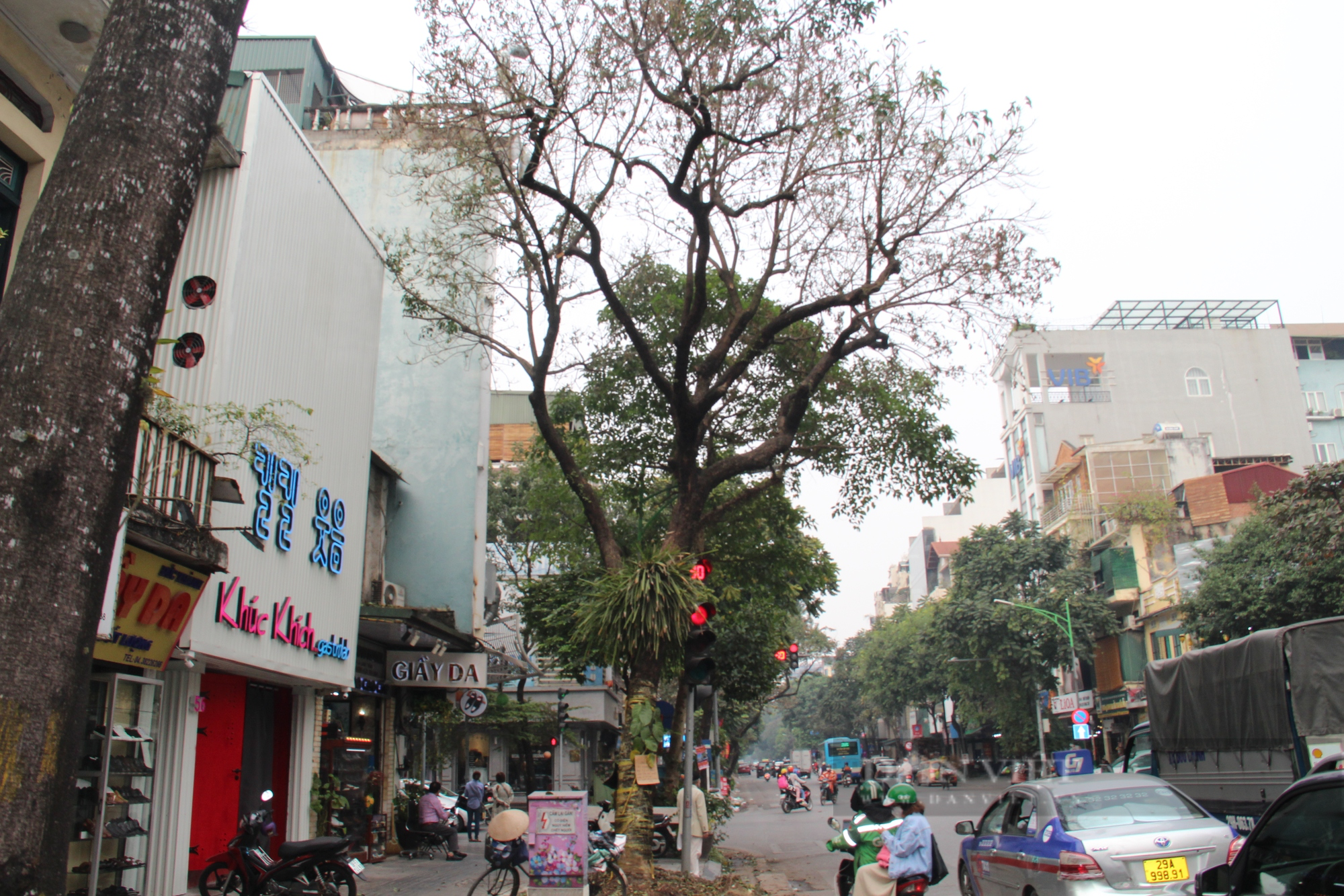 Xót xa hình ảnh cây xanh cổ thụ bị &quot;khô héo&quot; trên phố Hà Nội - Ảnh 2.