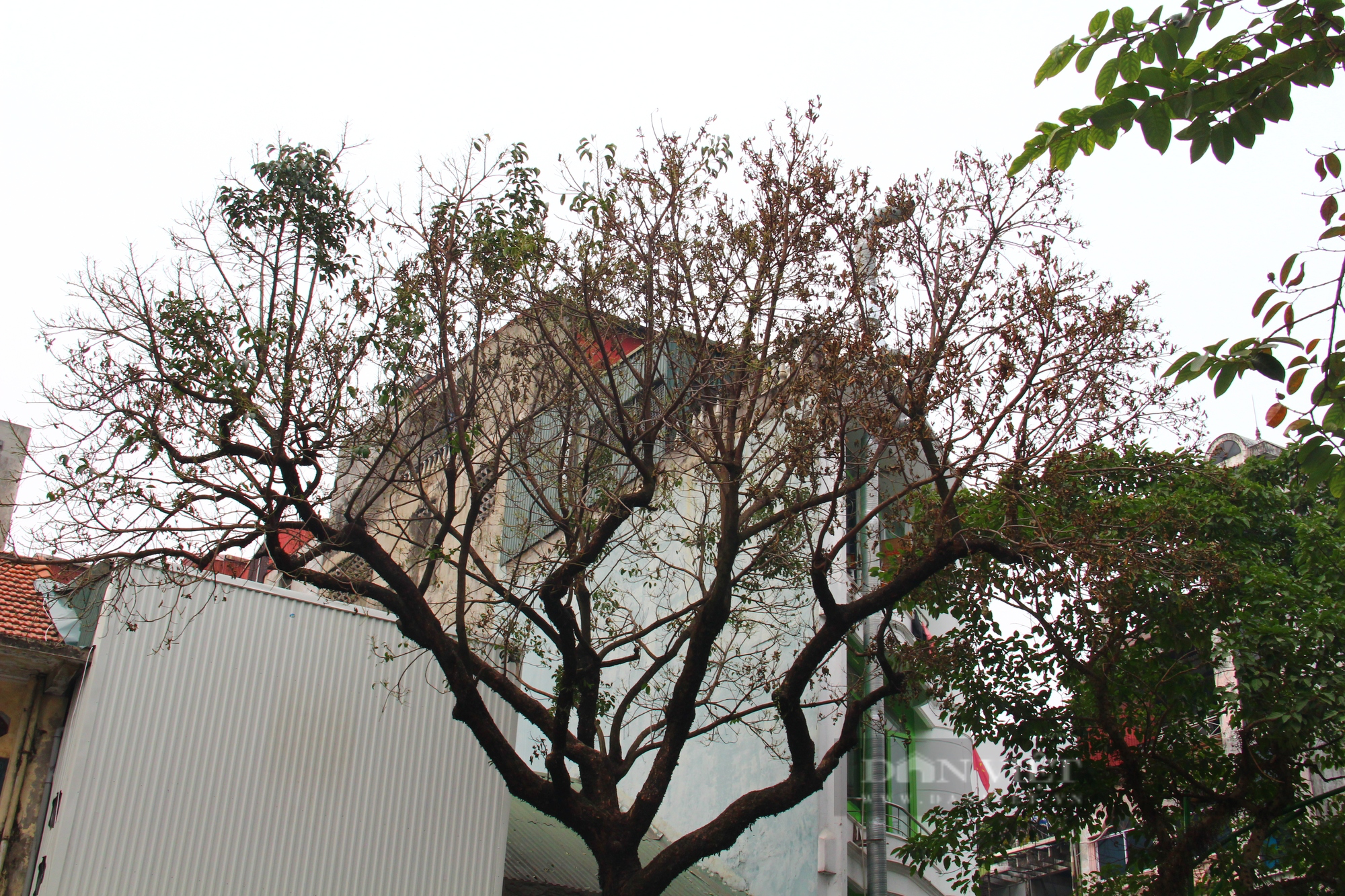 Xót xa hình ảnh cây xanh cổ thụ bị &quot;khô héo&quot; trên phố Hà Nội - Ảnh 3.