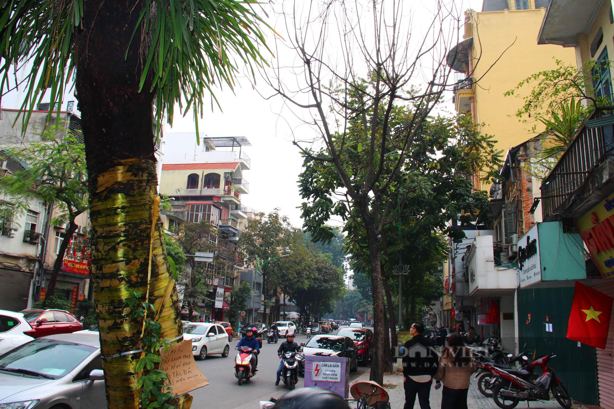Xót xa hình ảnh cây xanh cổ thụ bị &quot;khô héo&quot; trên phố Hà Nội - Ảnh 9.