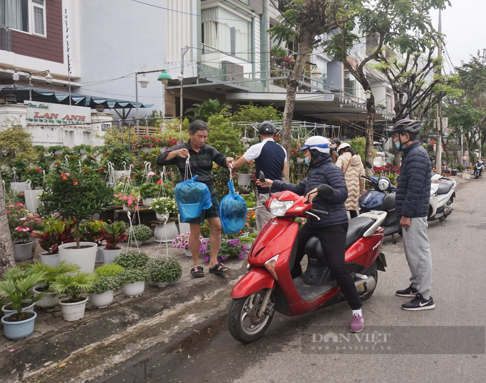 Đà Nẵng: Hoa treo hút hàng, sắc xuân ngập tràn trên các tuyến phố chuyên doanh - Ảnh 2.