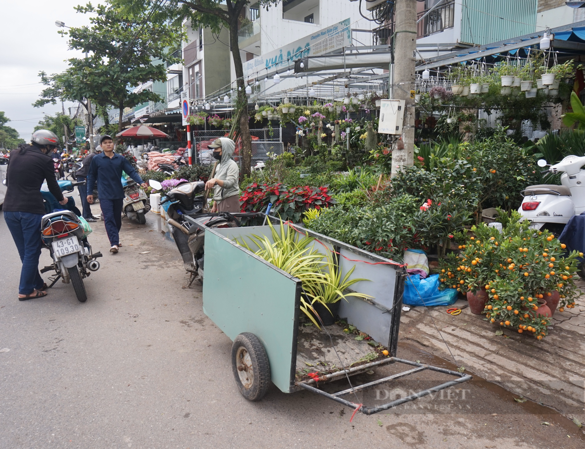 Đà Nẵng: Hoa treo hút hàng, sắc xuân ngập tràn trên các tuyến phố chuyên doanh - Ảnh 5.