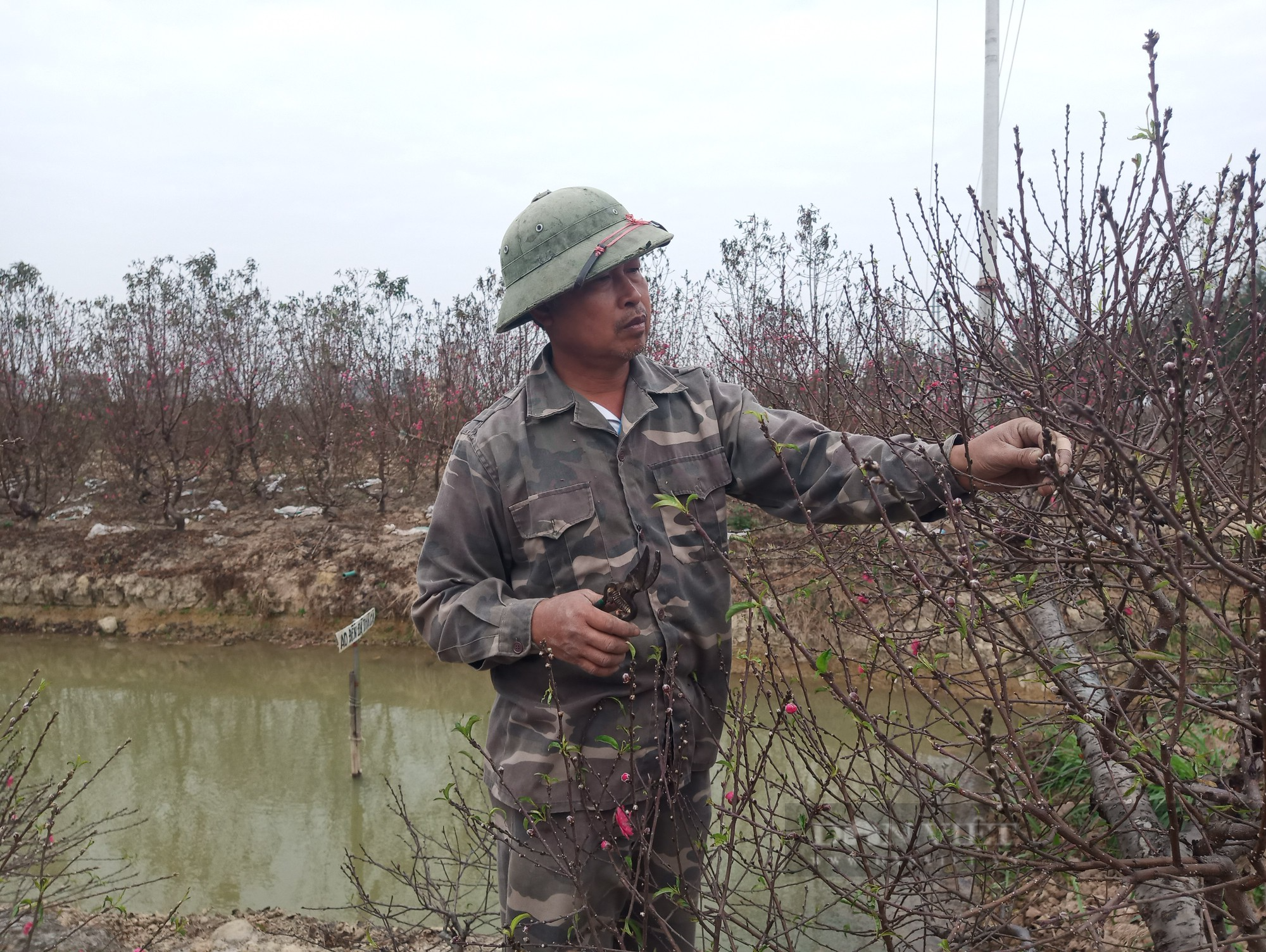 Nông dân trồng đào Tết ở Hải Dương phấn khởi vì được giá - Ảnh 2.