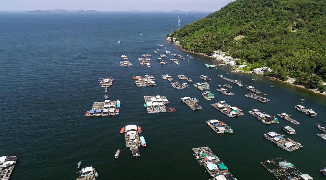 Thu lãi cao trăm triệu từ mô hình nuôi cá mú trân châu bằng lồng HDPE ở Kiên Giang - Ảnh 2.