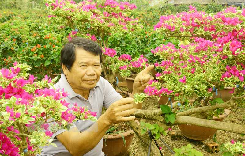 Tết Quý Mão, một làng ở Bến Tre tung ra thị trường 1 triệu cây hoa giấy, nhiều cây có 3 màu - Ảnh 1.