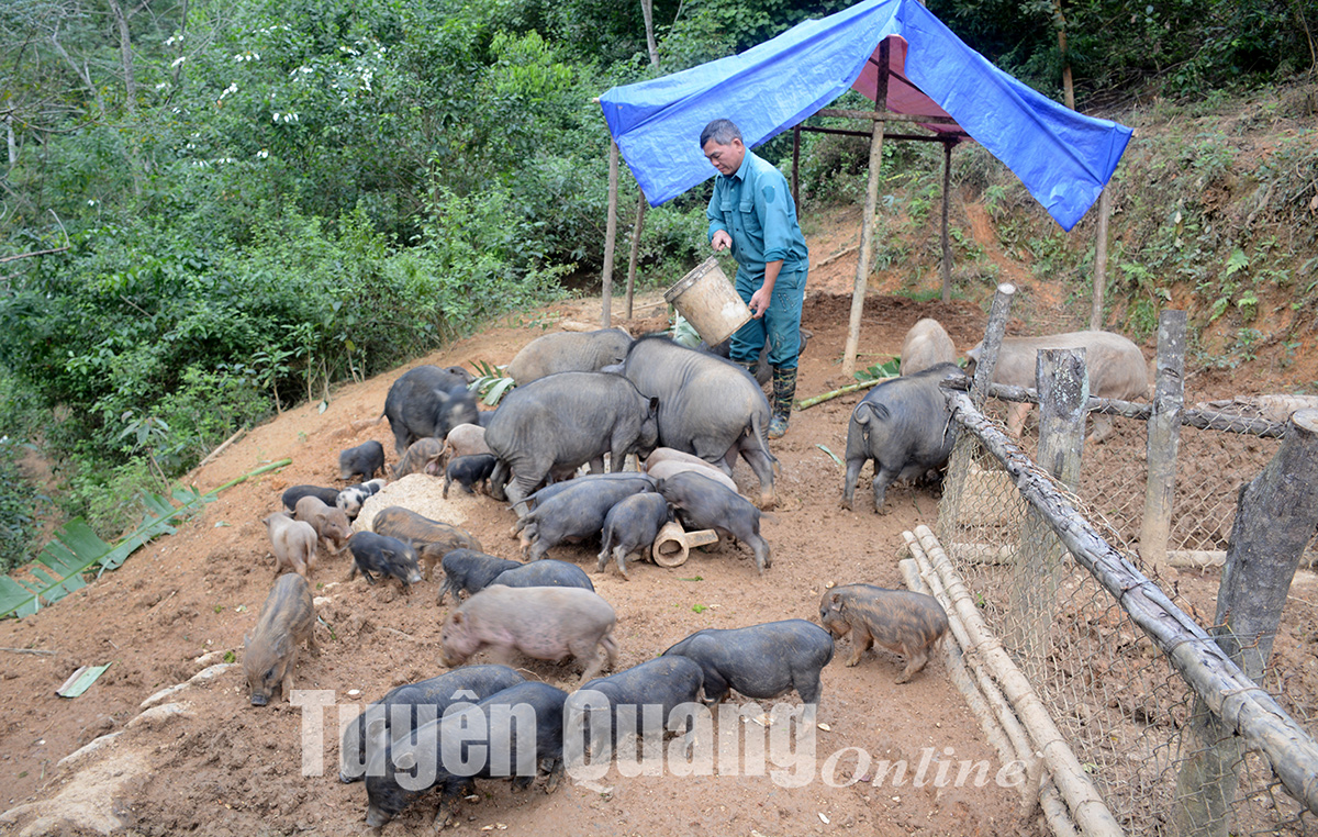 Đây là loại lợn leo đồi, chui rúc trong vườn đang bán đắt hàng sát tết ở Tuyên Quang - Ảnh 1.