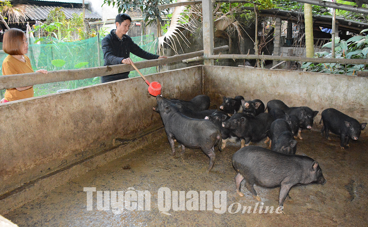 Đây là loại lợn leo đồi, chui rúc trong vườn đang bán đắt hàng sát tết ở Tuyên Quang - Ảnh 4.