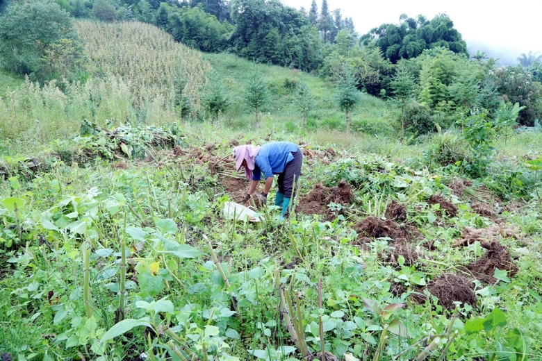 Đặc sản vùng cao xuống phố: Loại củ rẻ như khoai lang nhưng có công dụng đáng kinh ngạc, cực nhiều vitamin - Ảnh 10.