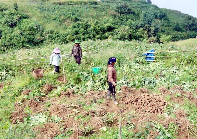 Đặc sản vùng cao xuống phố: Loại củ rẻ như khoai lang nhưng có công dụng đáng kinh ngạc, cực nhiều vitamin - Ảnh 11.