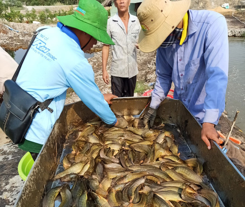 Nuôi cá trê vàng ở một xã của Long An, nông dân kéo bắt toàn con tươi ngon thế này đây - Ảnh 1.