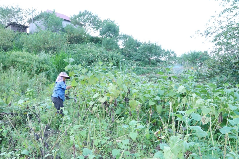 Đặc sản vùng cao xuống phố: Loại củ rẻ như khoai lang nhưng có công dụng đáng kinh ngạc, cực nhiều vitamin - Ảnh 2.