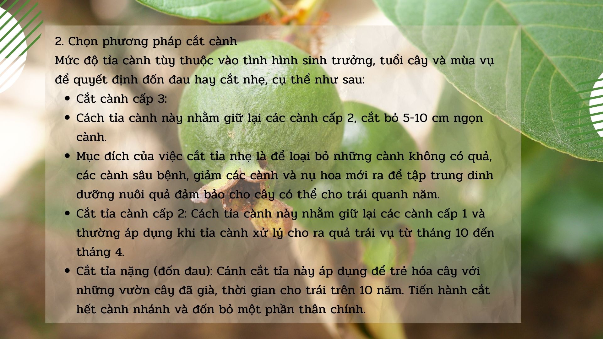 SỔ TAY NHÀ NÔNG: Kỹ thuật tỉa cành, tạo tán cho ổi bà con cần lưu ý - Ảnh 3.